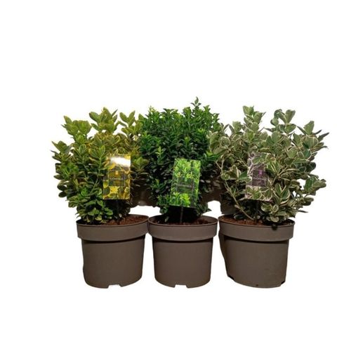 Euonymus japonicus MIX