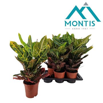 Codiaeum variegatum 'Excellent'