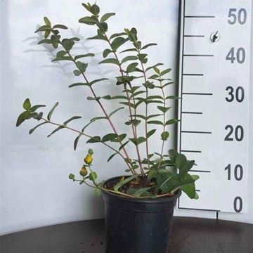 Hypericum x dummeri 'Peter Dummer'