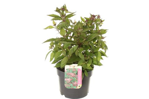 Eupatorium purpureum