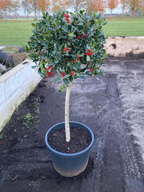 Ilex aquifolium 'J.C.  van Tol'