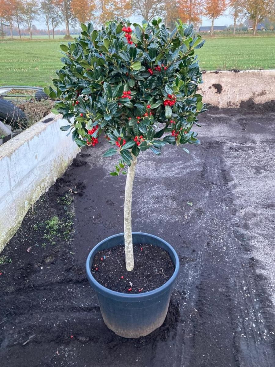Ilex aquifolium 'J.C. van Tol'  Pflanzengrohandel FlorAccess