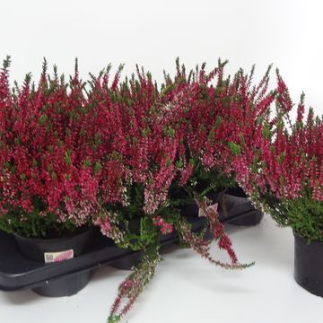 Calluna vulgaris GARDEN GIRLS LOKI