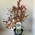 Itea virginica 'Henry's Garnet'