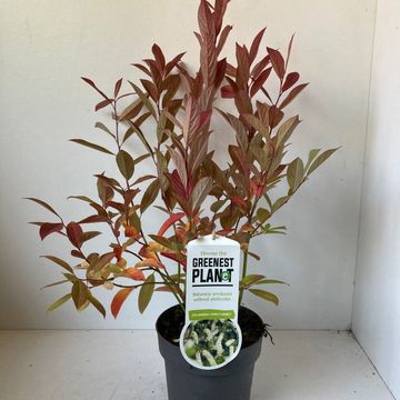 Itea virginica 'Henry's Garnet'