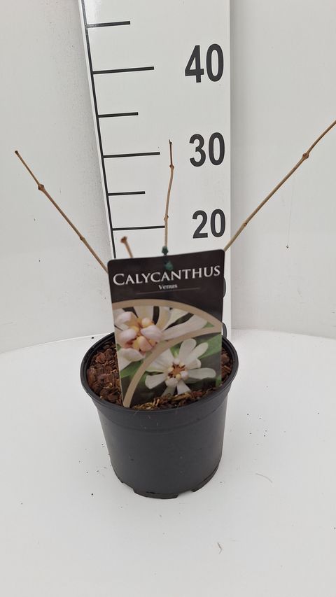 Calycanthus 'Venus'