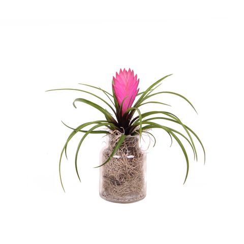 Composizione Tillandsia