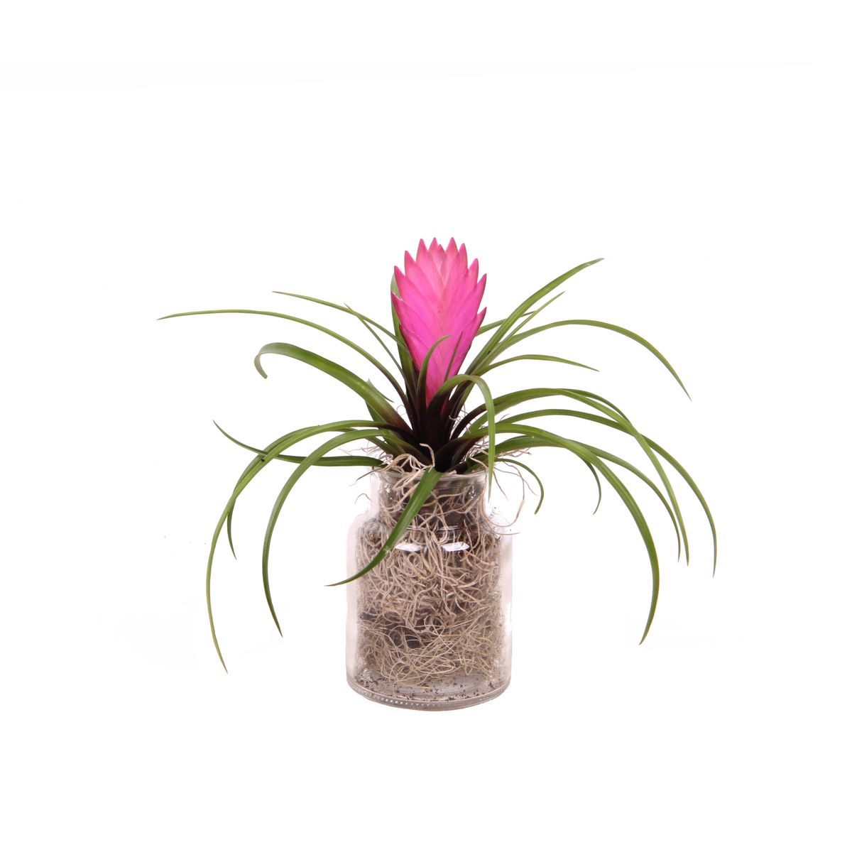 Composizione piante aeree Tillandsia in composizione