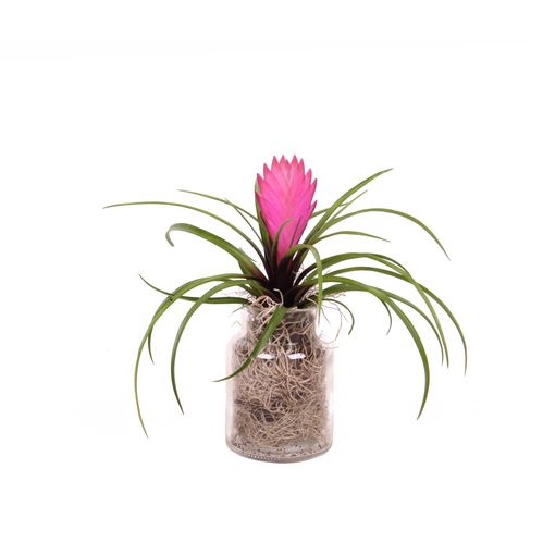 Järjestelyt Tillandsia