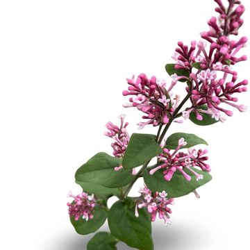 Syringa microphylla 'Superba'