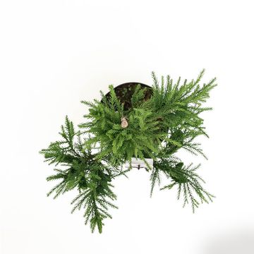 Cryptomeria japonica 'Cristata'