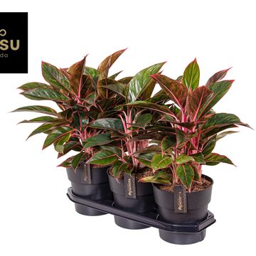 Aglaonema 'Red Surprise'