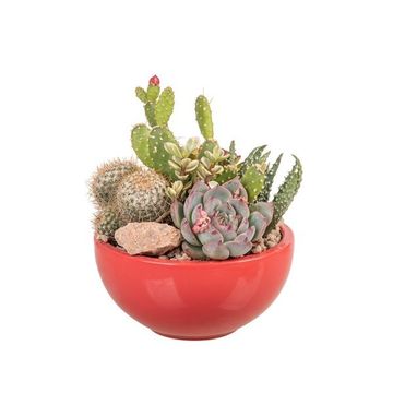 Arranjo Cactus / Succulent