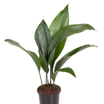 Aspidistra elatior