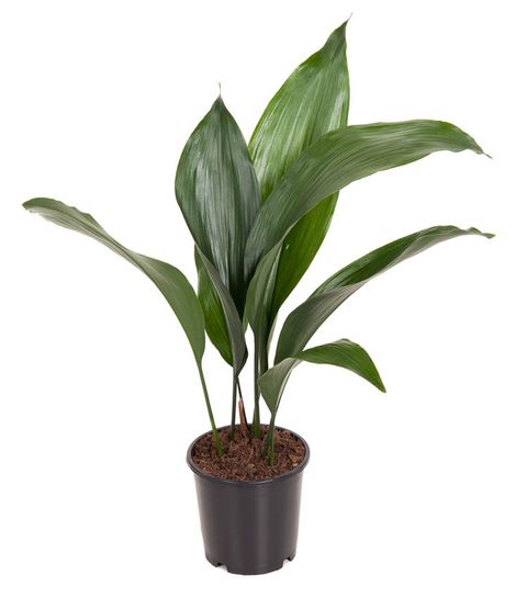 Aspidistra elatior