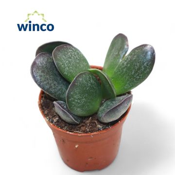 Adromischus maculatus