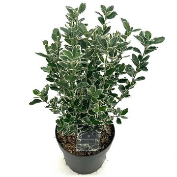 Euonymus japonicus 'Kathy'