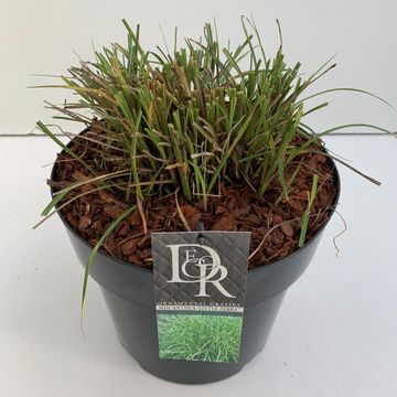 Miscanthus sinensis 'Little Zebra'