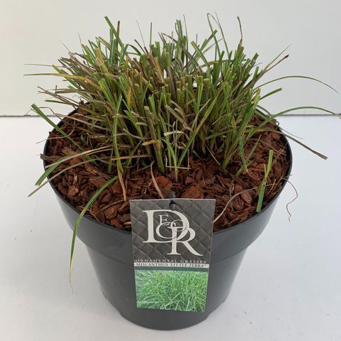 Miscanthus sinensis 'Little Zebra'