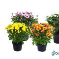 Chrysanthemum MINI MYSTIC MUMS