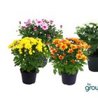 Chrysanthemum MINI MYSTIC MUMS