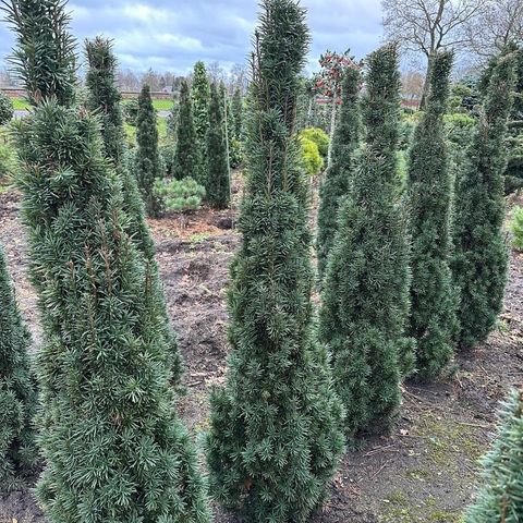 Taxus baccata 'Fastigiata'