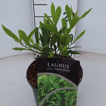 Laurus nobilis 'Angustifolia'