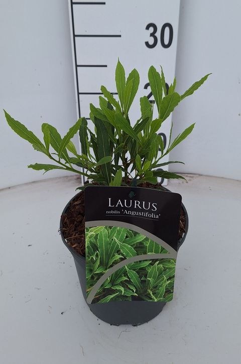 Laurus nobilis 'Angustifolia'