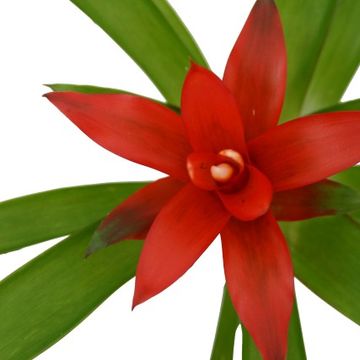 Guzmania 'Tempo'