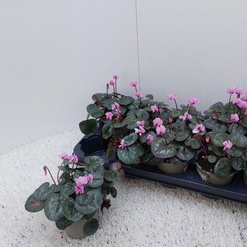 Cyclamen coum 'Cyberia Dark Rose'