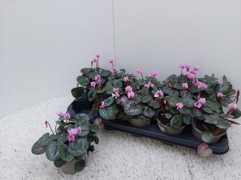 Cyclamen coum 'Cyberia Dark Rose'