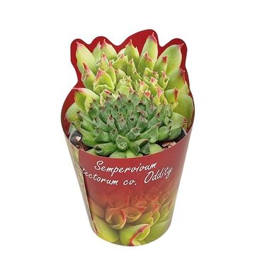 Sempervivum tectorum 'Oddity'