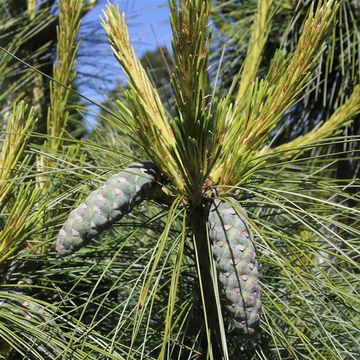 Pinus x schwerinii 'Wiethorst'