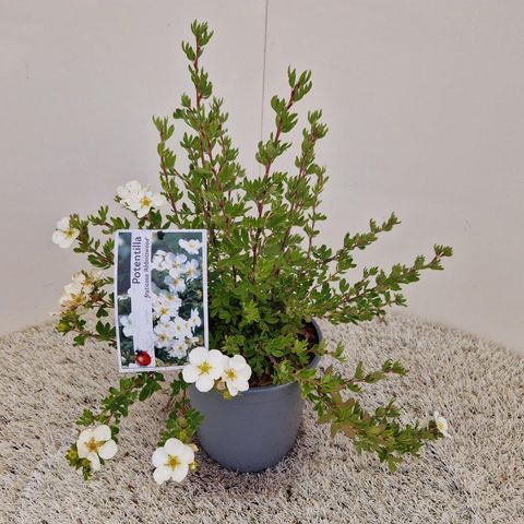 Potentilla fruticosa 'Abbotswood'