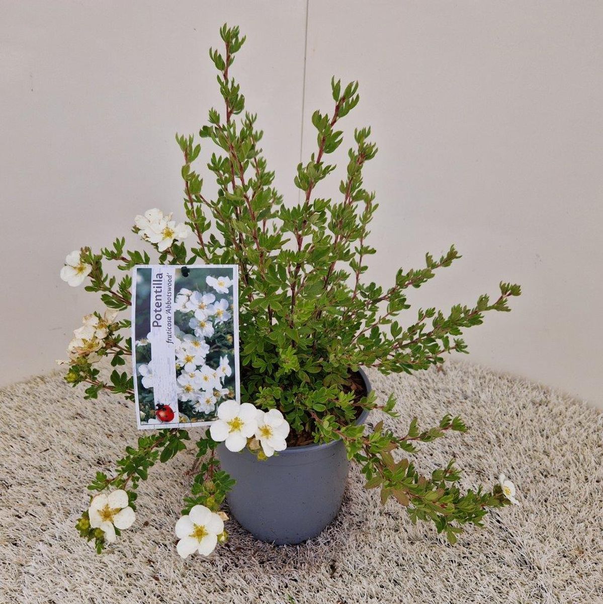Potentilla fruticosa 'Abbotswood' — Plant Wholesale FlorAccess