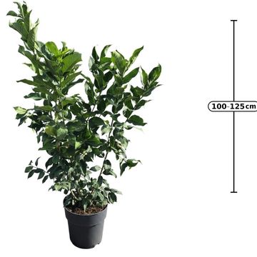 Euonymus europaeus 'Red Cascade'