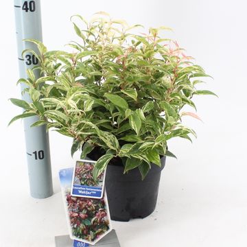 Leucothoe fontanesiana 'Makijaz'