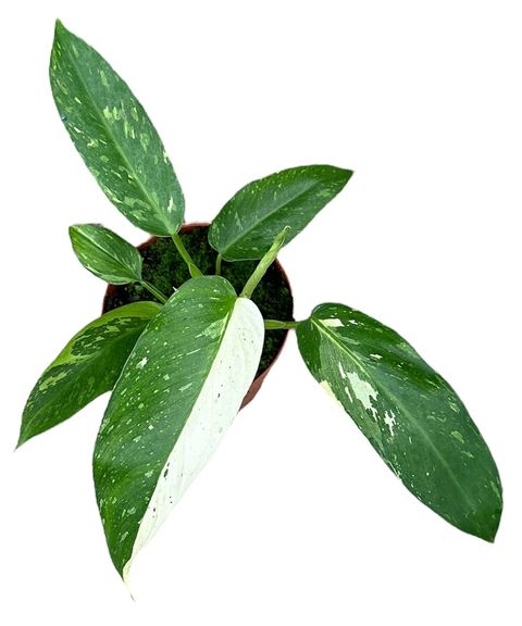 Philodendron 'Jose Buono'