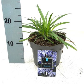 Agapanthus 'Charlotte'
