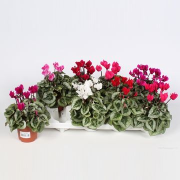 Cyclamen persicum SUPER SERIE S PICASSO MIX