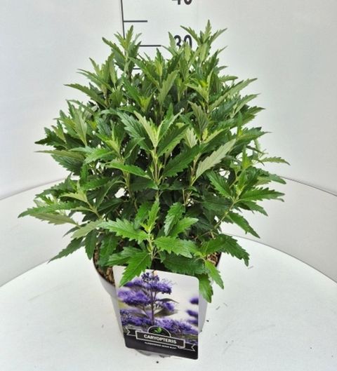 Caryopteris x clandonensis GRAND BLEU