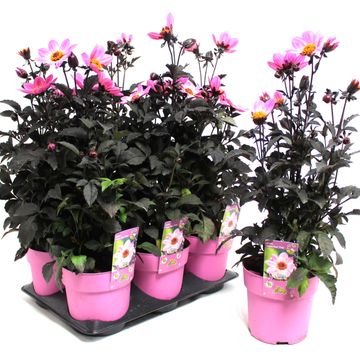 Dahlia HAPPY DAYS PINK