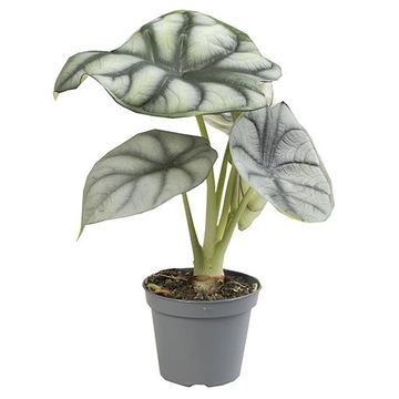 Alocasia 'Silver Dragon'