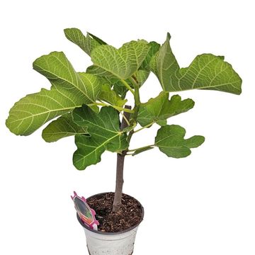 Ficus carica
