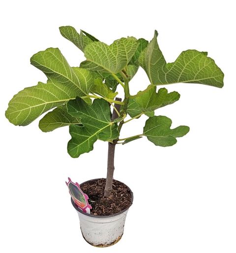 Ficus carica