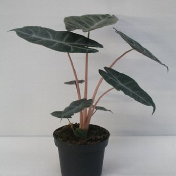 Alocasia 'Pink Dragon'