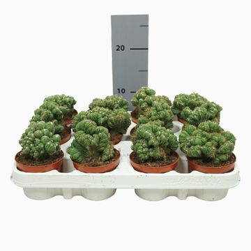 Cereus peruvianus monstrosus cristata