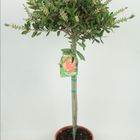 Callistemon laevis