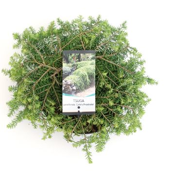 Tsuga canadensis 'Cole's Prostrate'