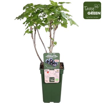 Ribes nigrum CASSISSIMA NOIROMA